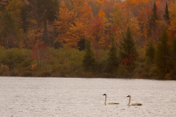 Autumn Swans