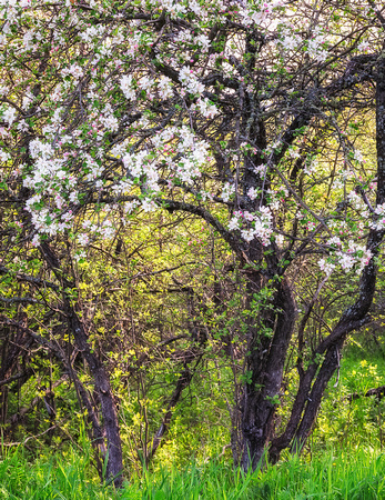 Apple Tree In Bloom