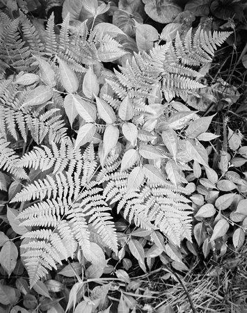 Ferns and Vines