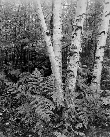 Birch & Ferns